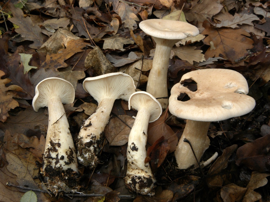 Si pu� identificare (2)?